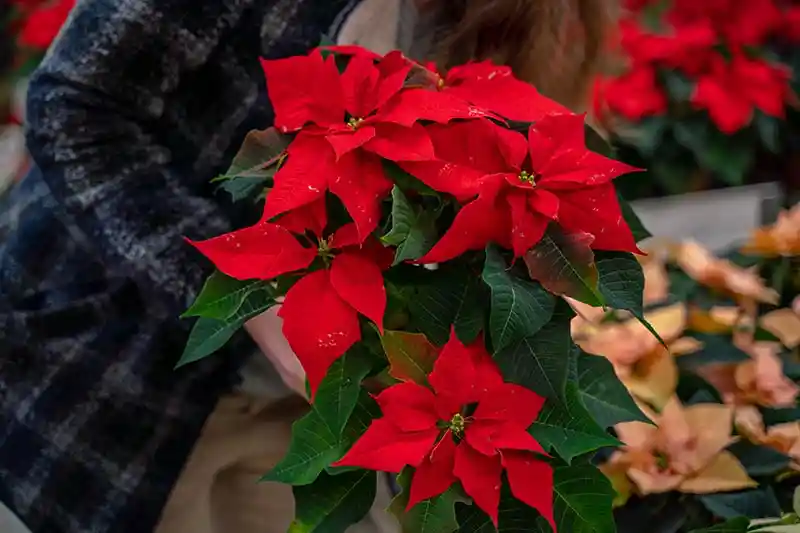 Poinsettia - Flor De Navidad