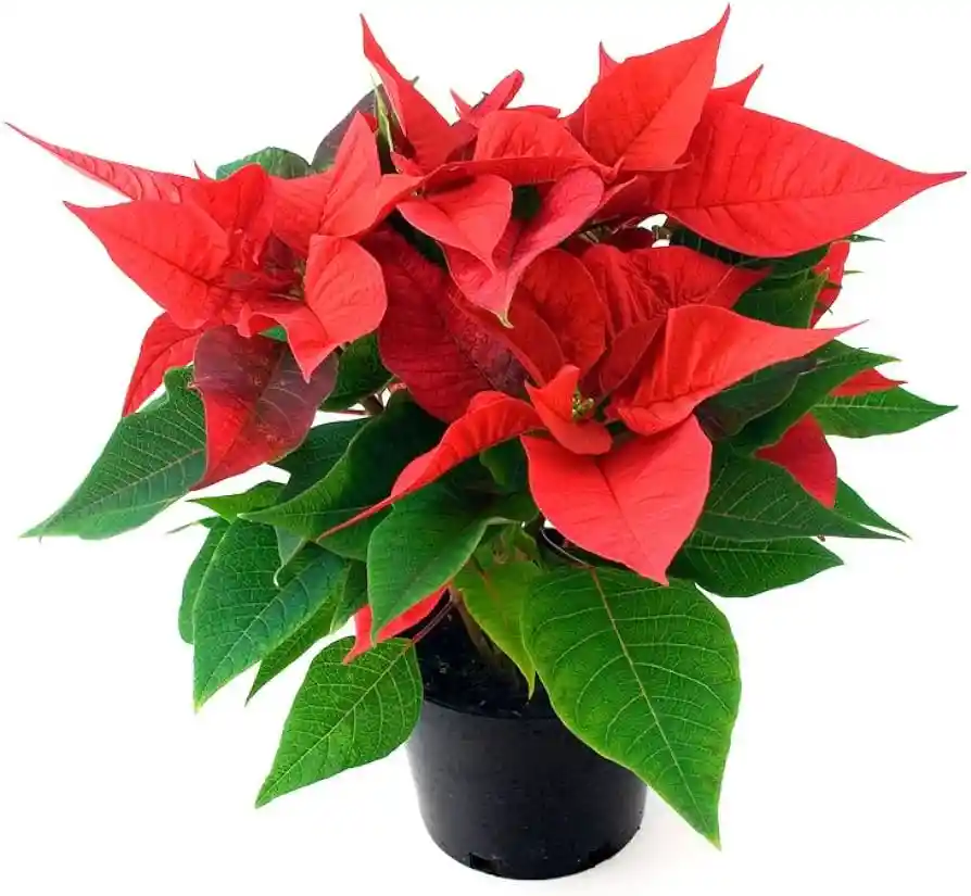 Poinsettia - Flor De Navidad