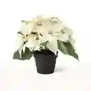Poinsettia Blanca - Flor De Navidad