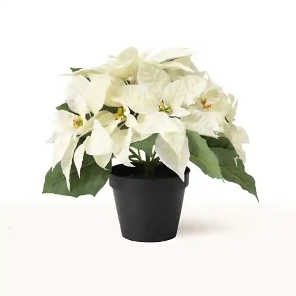 Poinsettia Blanca - Flor De Navidad