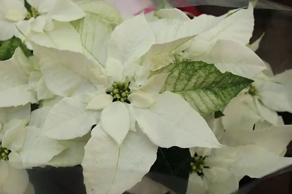 Poinsettia Blanca - Flor De Navidad