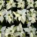 Poinsettia Blanca - Flor De Navidad