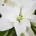 Poinsettia Blanca - Flor De Navidad