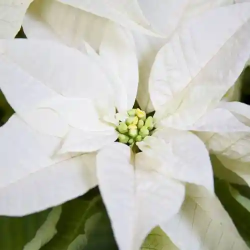Poinsettia Blanca - Flor De Navidad