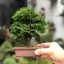 Bonsái Hinoki - Falso Ciprés