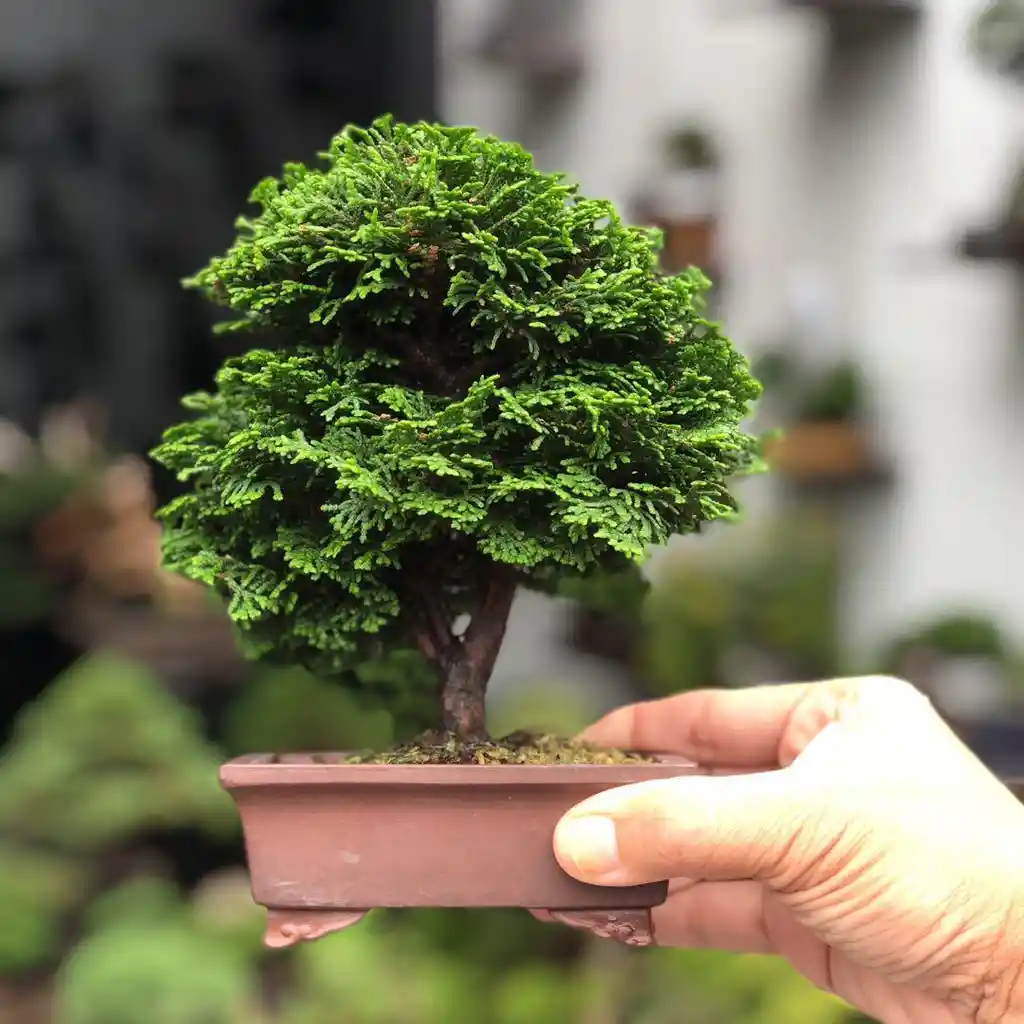 Bonsái Hinoki - Falso Ciprés