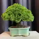 Bonsái Hinoki - Falso Ciprés