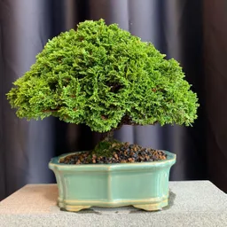 Bonsái Hinoki - Falso Ciprés