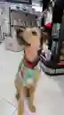 Pañoleta Navidad Para Perro Hembra Mediana