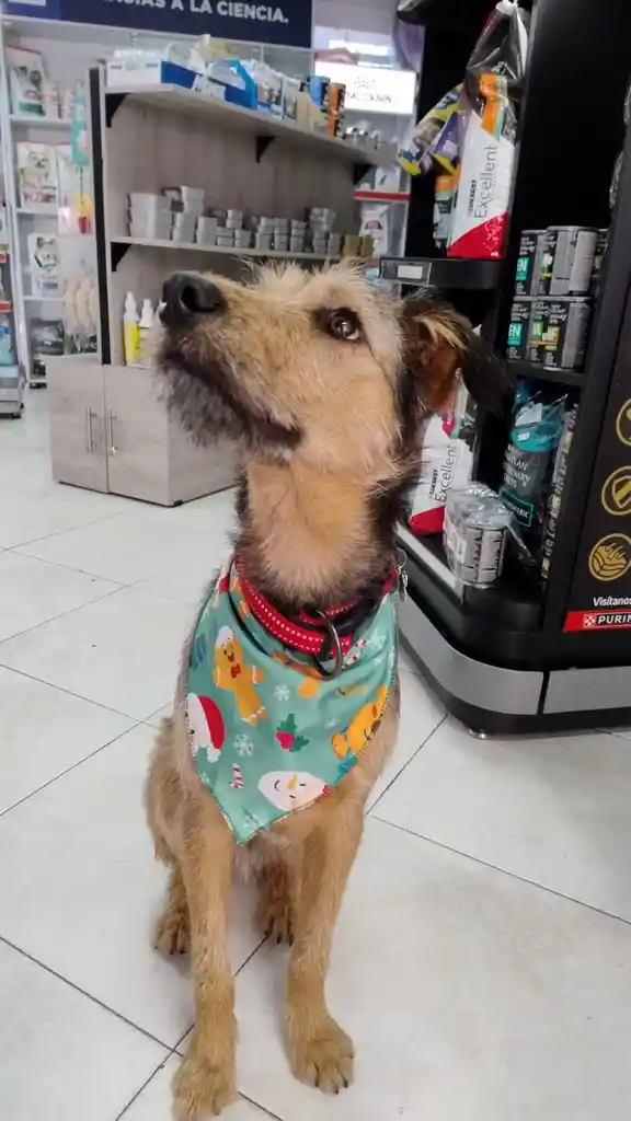 Pañoleta Navidad Para Perro Hembra Mediana