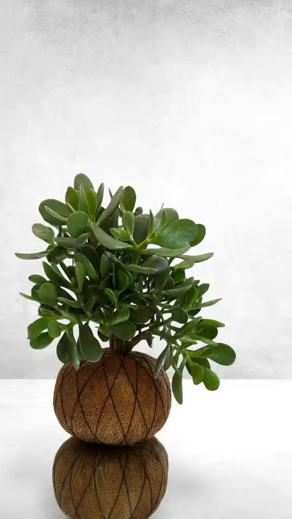 Kokedama Jade Macho Grande