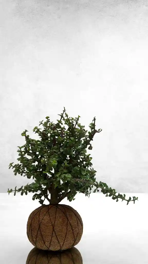 Kokedama Jade Hembra Grande