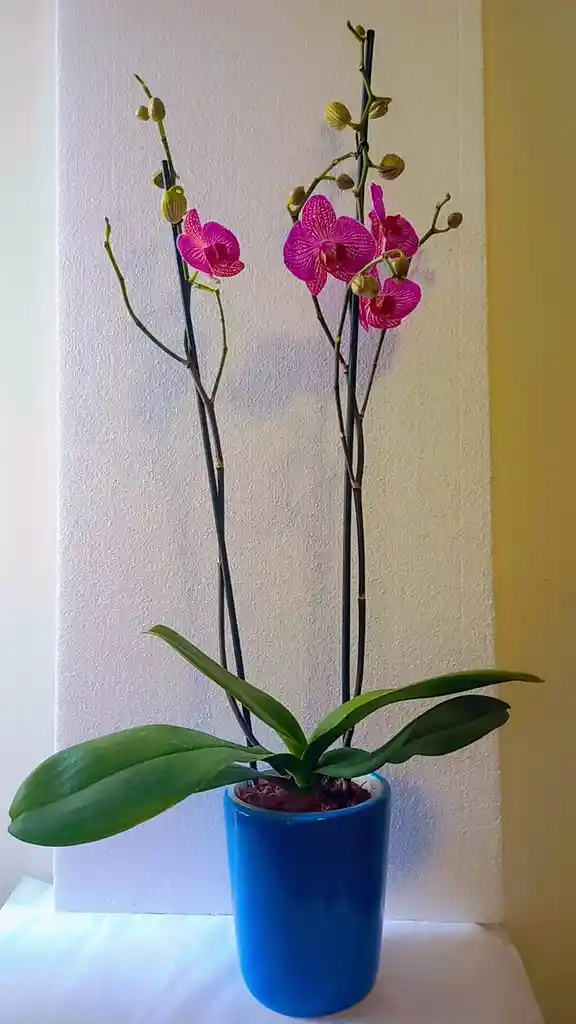 Orquidea Grande 2 Varas Matera Ceramica Oferta Dia