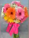 Yugo Gerbera Encantadora