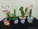 Combo Suculentas Y Cactus Para Toda Ocasion