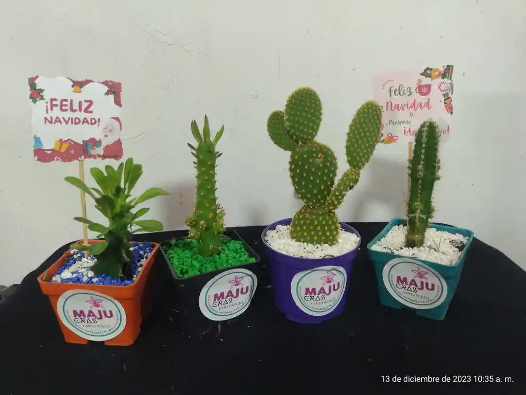 Combo Suculentas Y Cactus Para Toda Ocasion