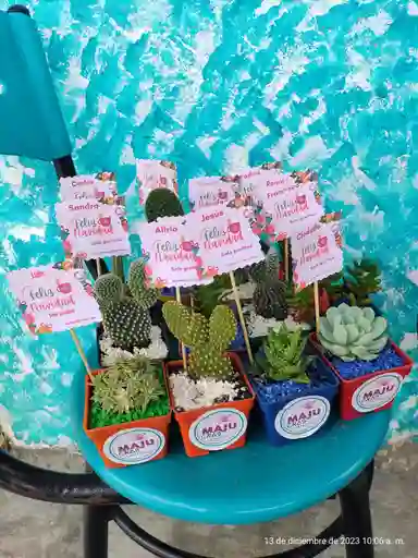 Combo Suculentas Y Cactus Para Toda Ocasion