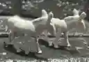 Animales Maqueta Burro Gris