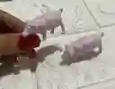 Animales Maqueta Cerdo Rosado