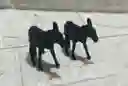 Animales Maqueta Burro Negro