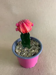 Cactus Injerto Japonés Sin Matera