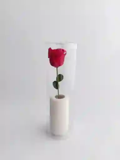 Mini Solitario De Flor Preservada