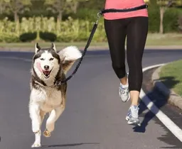 Correa Color Negro Arnes Manos Libres Ajustable Para Pasear Con Tu Mascota