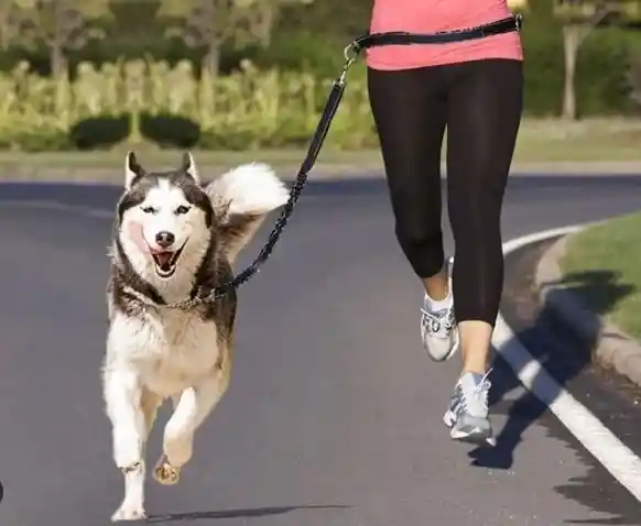 Correa Color Negro Arnes Manos Libres Ajustable Para Pasear Con Tu Mascota