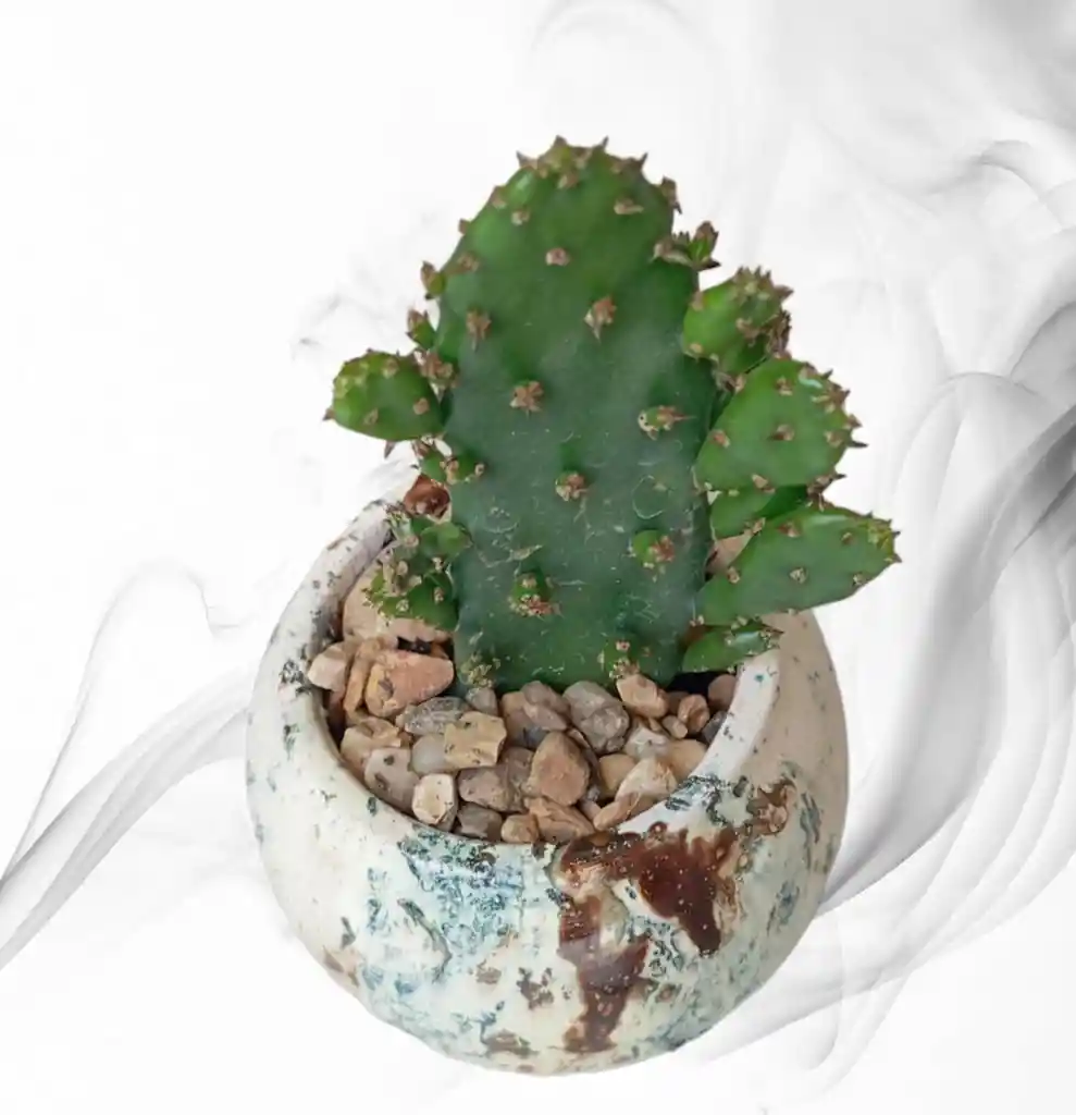 Planta Cactus En Matera De Ceramica Diseño Circular