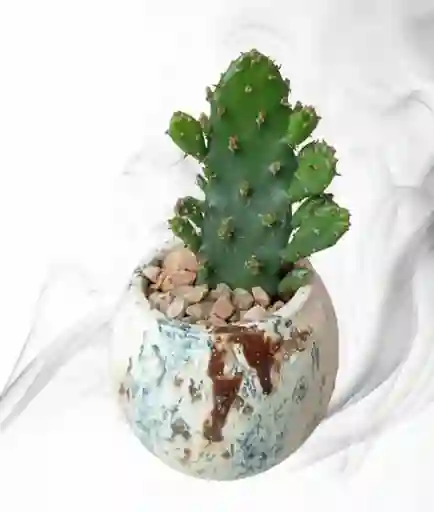 Planta Cactus En Matera De Ceramica Diseño Circular