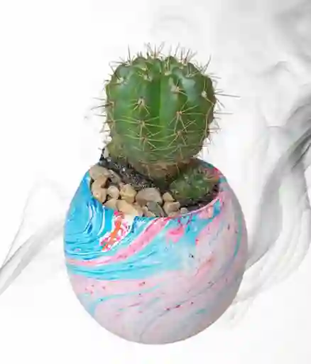 Planta Cactus En Matera De Ceramica Diseño Circular