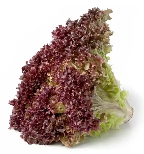 Lechuga Morada