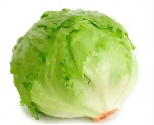 Lechuga Batavia