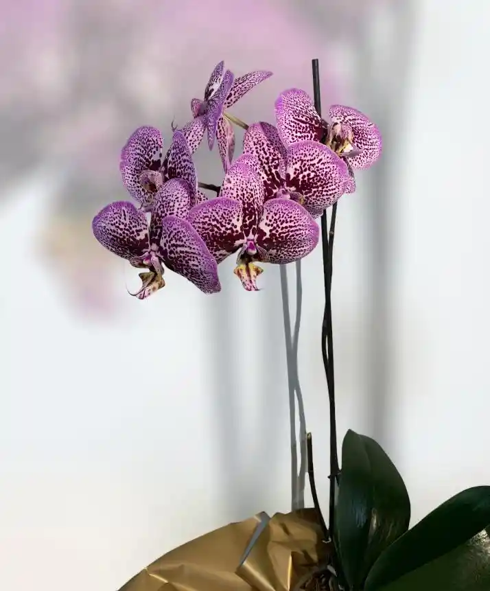 Orquidea Phalaenopsis 1 Vara + Matera Ceramica 65cm