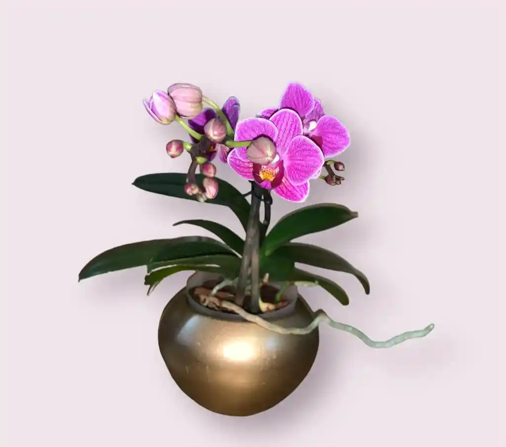 Orquidea Baby Phalaenopsis 1 Vara + Matera Ceramica