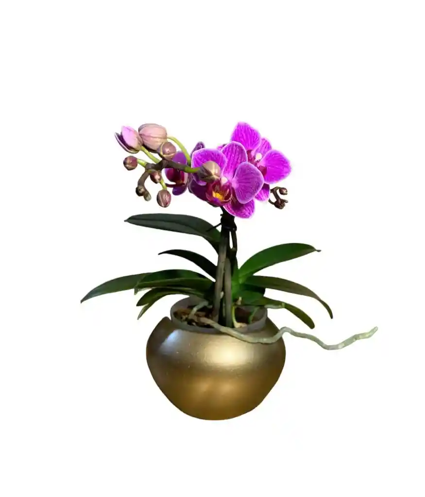 Orquidea Baby Phalaenopsis 1 Vara + Matera Ceramica