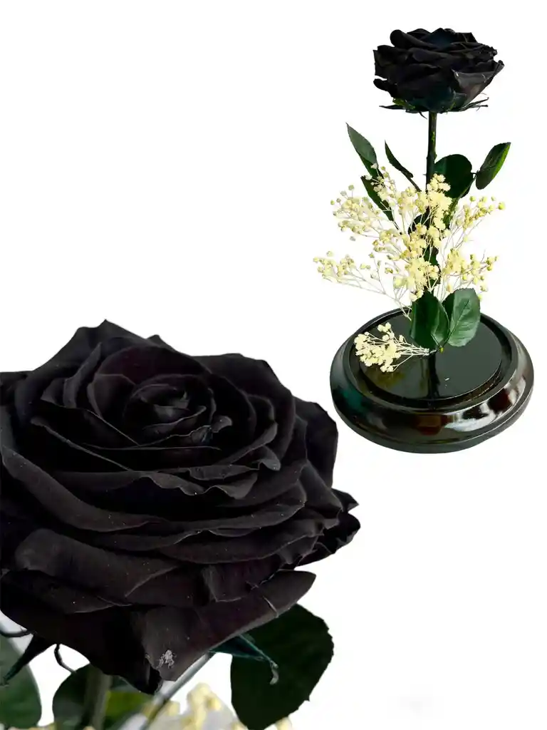 Flor Rosa Negra Inmortalizada - Flor Regalo - Rosa Regalo - Rosa Inmortalizada Con Cupula En Vidrio
