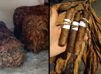 Tabaco, Puro Santander. Fermentado Alta Calidad