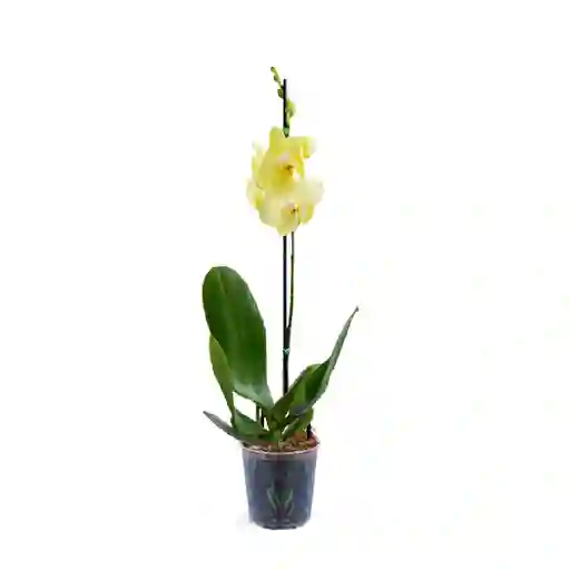 Orquídea Premium Amarilla Ferrara En Matera Ceramica Blanca