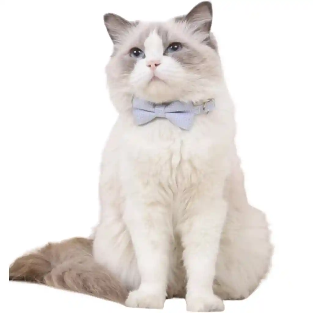 Collar Gato Corbatin Azul Cuadros
