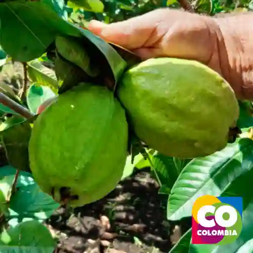 Guayaba Pera Por Libra