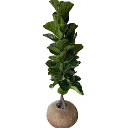 Kokedama Ficus Bambino