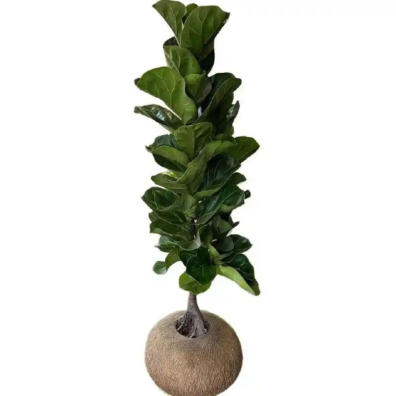 Kokedama Ficus Bambino