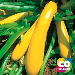 Zucchini Amarilo Por Libra - Calabacin