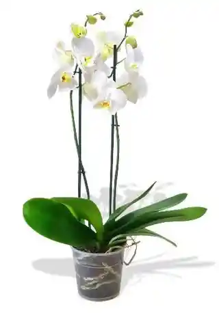 Orquídea Doble Vara Blanca