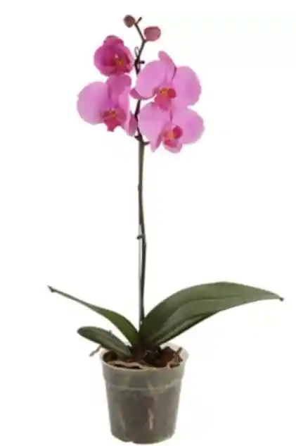 Orquídea