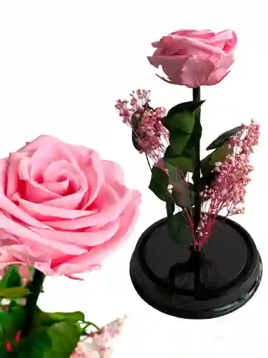 Flor Rosa Rosada Inmortalizada - Flor Regalo - Rosa Regalo - Rosa Inmortalizada Con Cupula En Vidrio - Feliz Dia De Las Madres