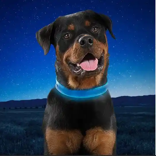 Collar Led Recargable Nite Dog Xl