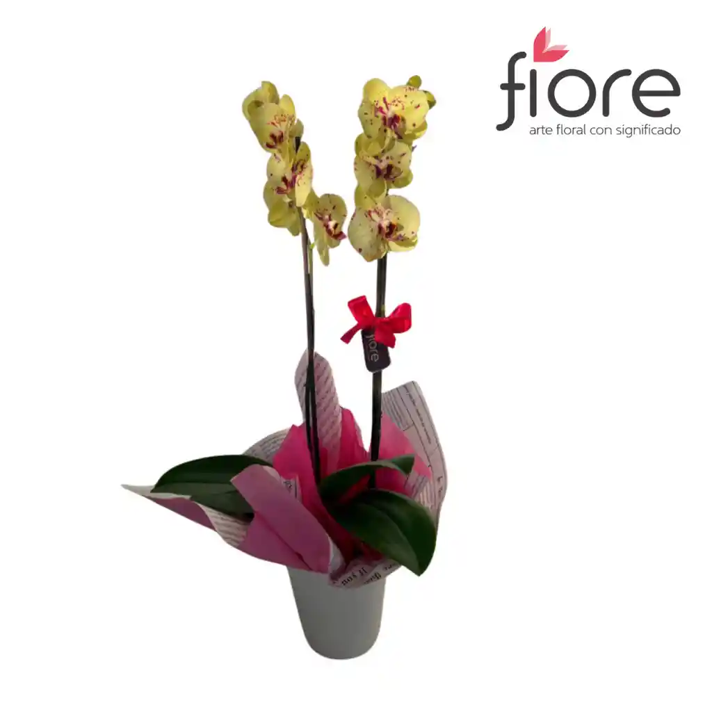 Orquídea Super Premium (phalaenopsis)