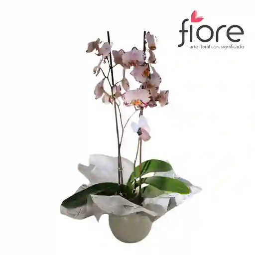 Orquídea Super Premium (phalaenopsis)